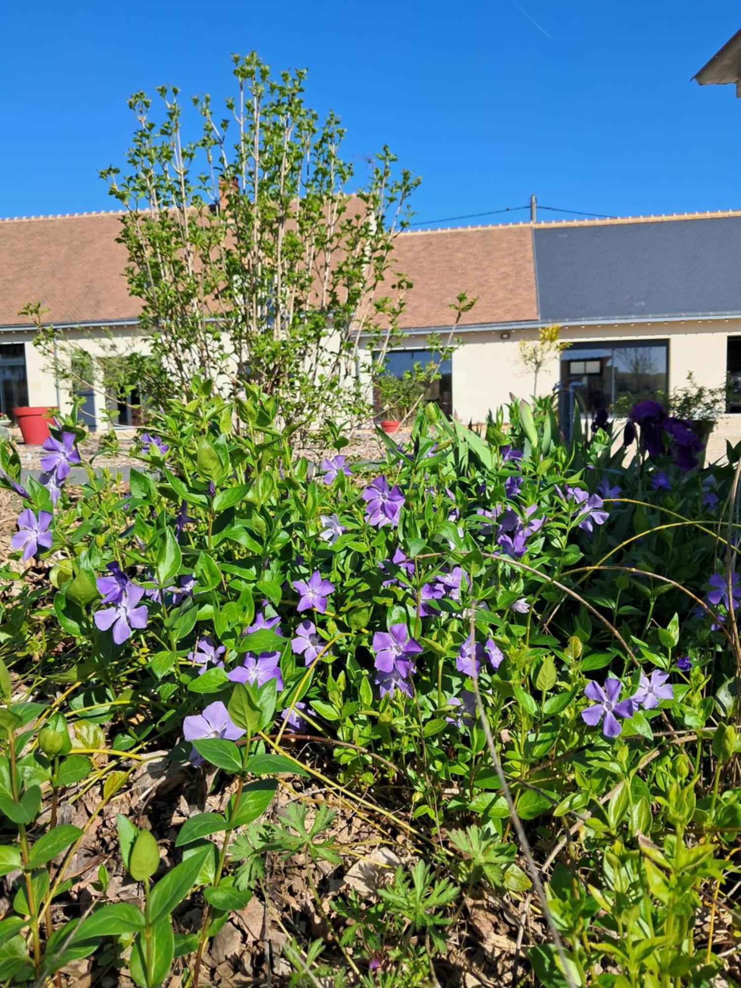 Au Ginkgo Bed and Breakfast Chaumont-sur-Loire Εξωτερικό φωτογραφία
